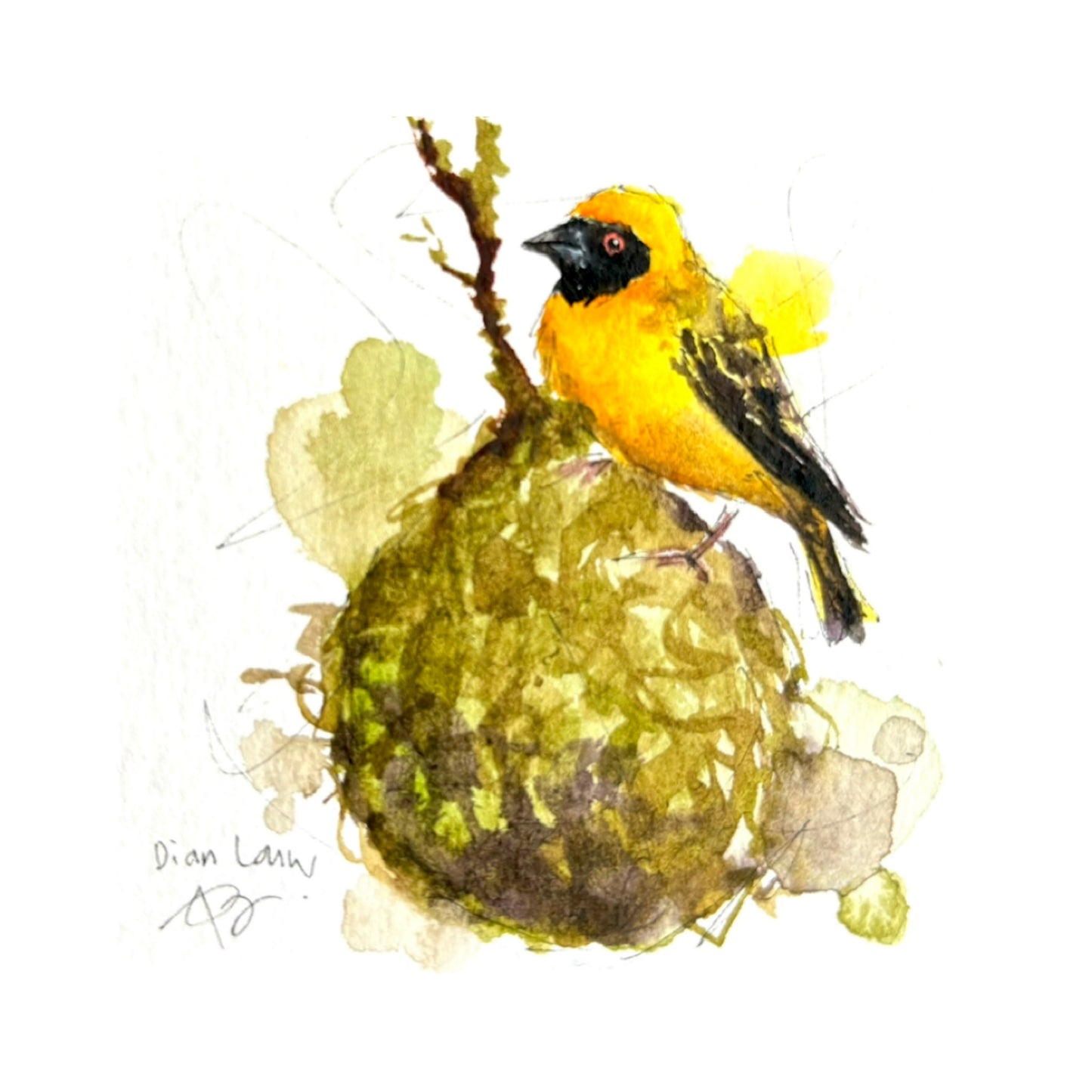 Weaver (Geelvink) #5