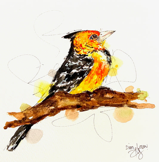 Crested Barbet (Kuifkop houtkapper)