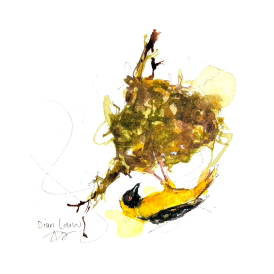 Weaver (Geelvink) #4