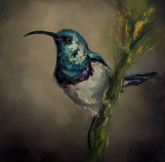 White-bellied Sunbird