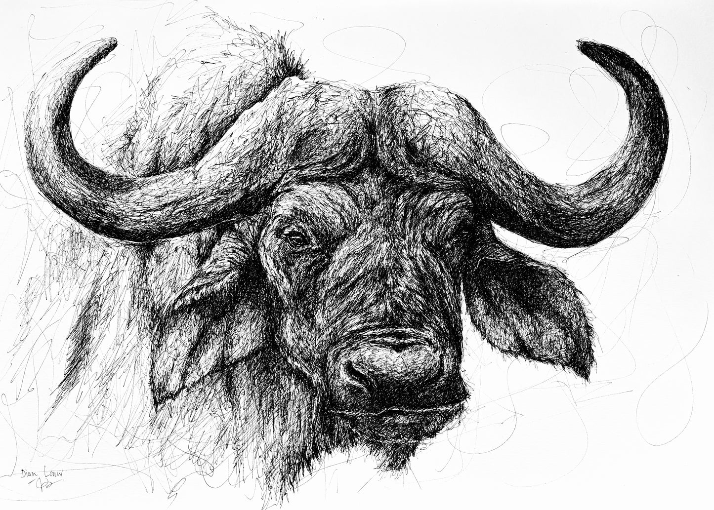 Bespoke Pen sketch (buffalo close-up)