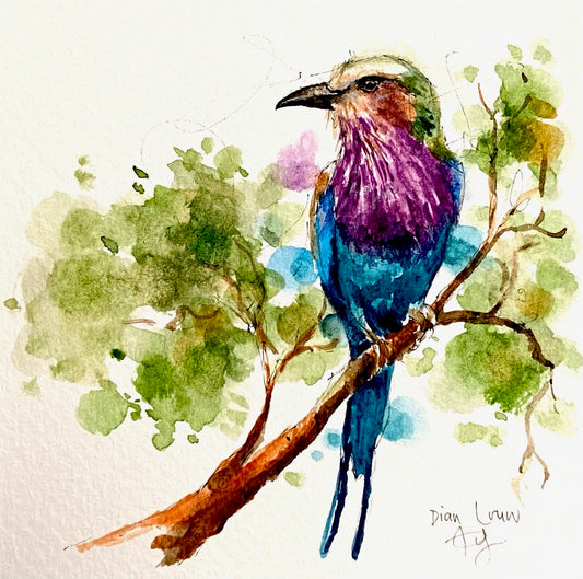 Lilac-breasted roller #4