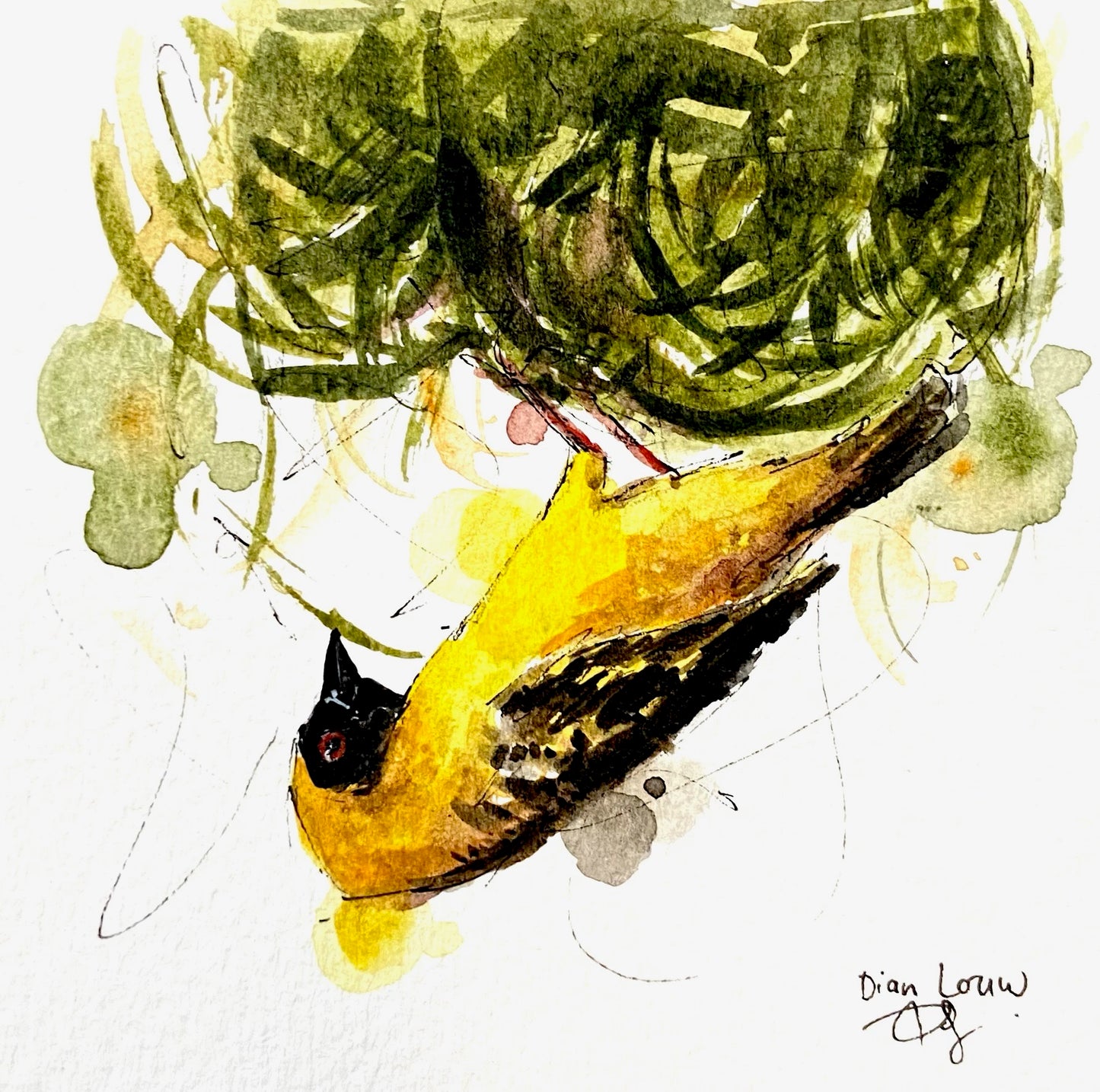 Weaver (Geelvink) #2