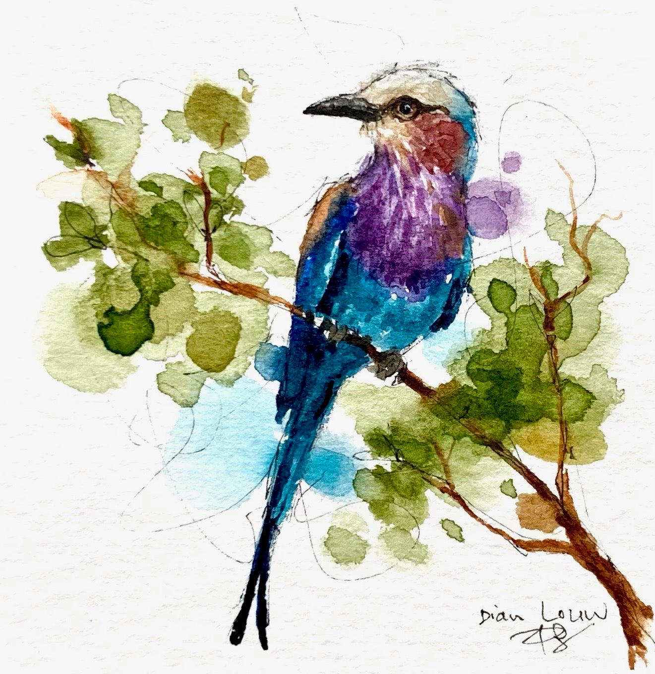 Lilac-breasted roller #5