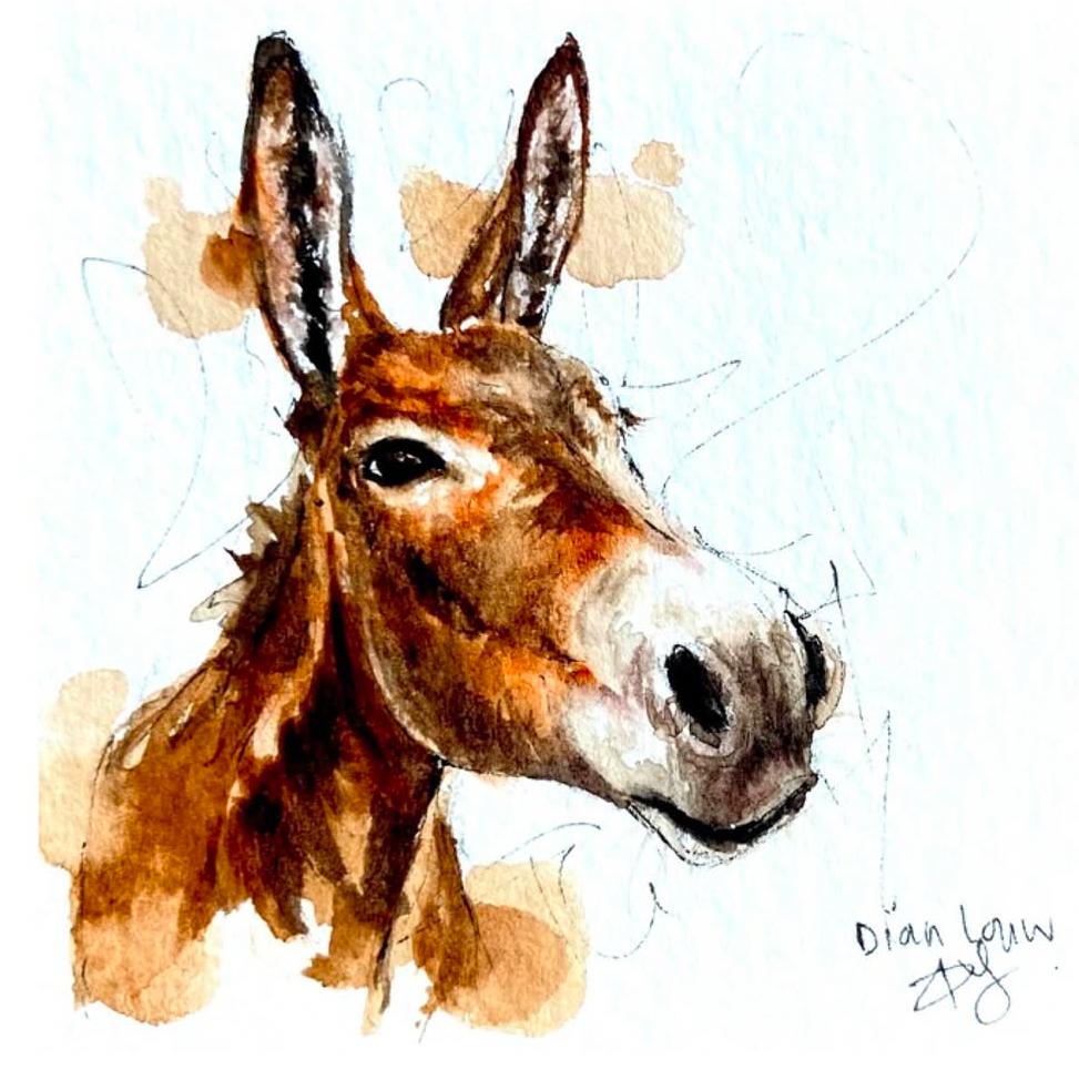 Donkey Close-up