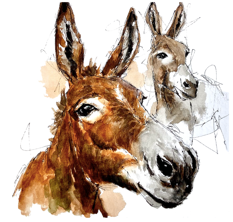 Two Donkeys close-up