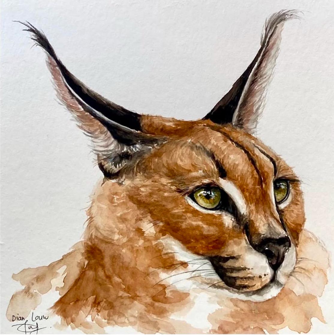 Caracal / Rooikat