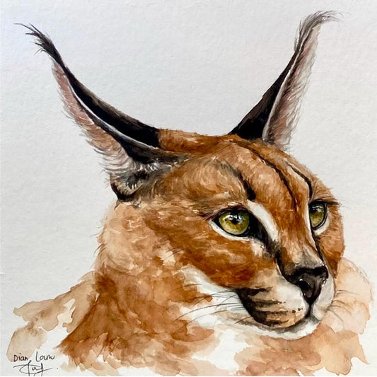 Caracal / Rooikat