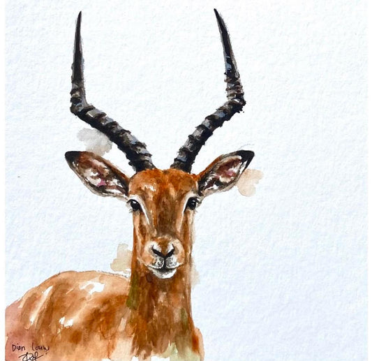 Impala / Rooibok