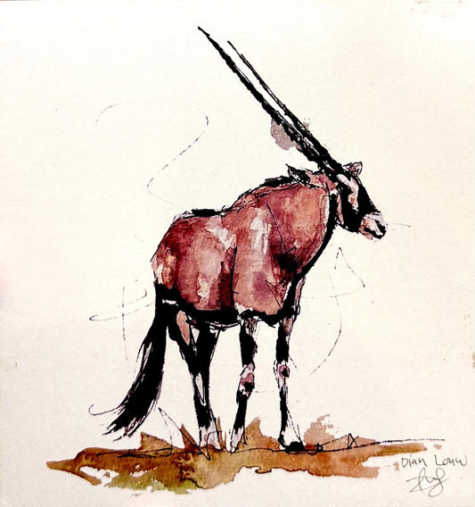 Oryx / Gemsbok