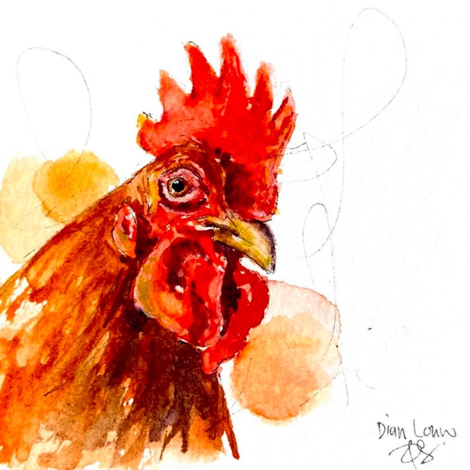 Rooster close-up