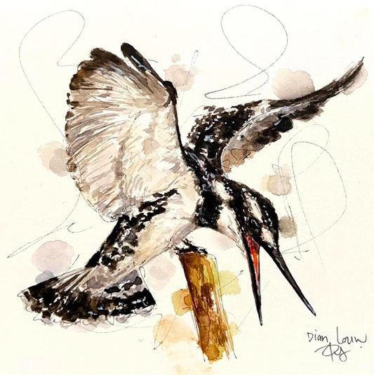 Pied kingfisher / Bontvisvanger