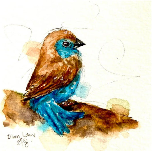 Blue waxbill / Blou (Koning) Suisie