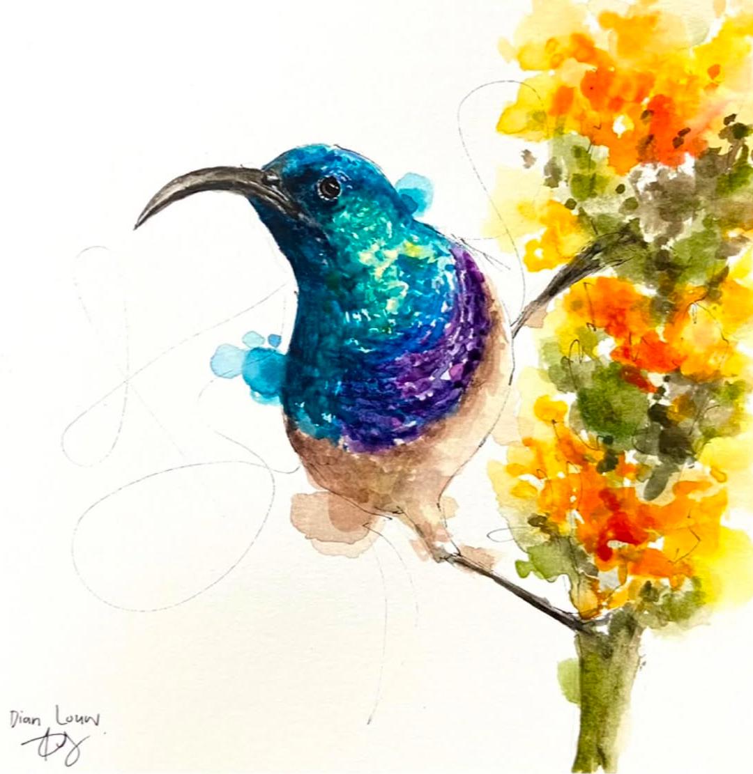 White-bellied sunbird with orange flower