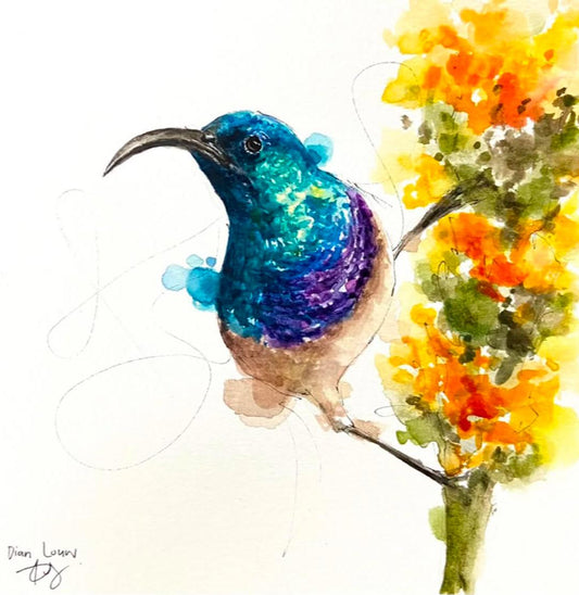 White-bellied sunbird with orange flower