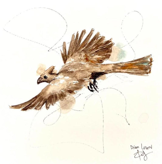 Grey-go-away bird in Flight (Kwêvoël)