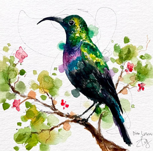 Violet-breasted sunbird
