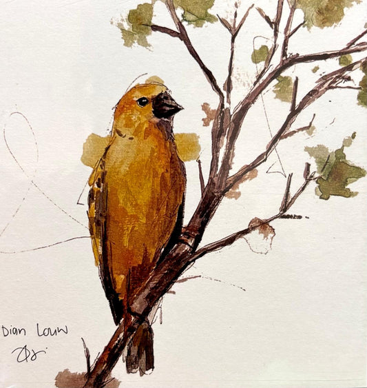 Cape Weaver