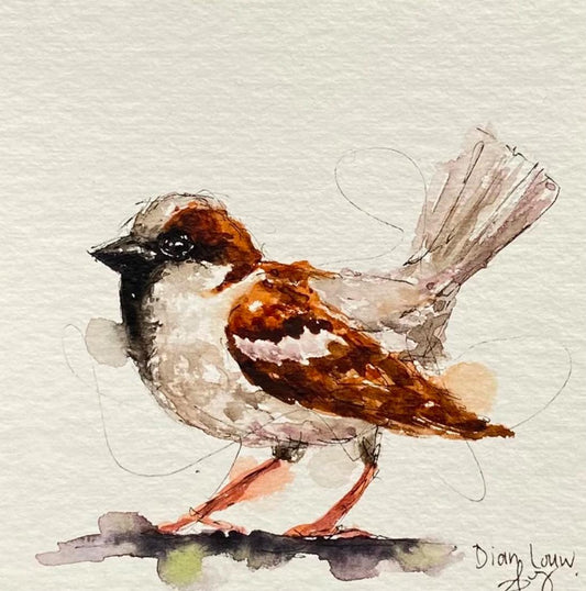 Cape Sparrow #1 (Mossie)