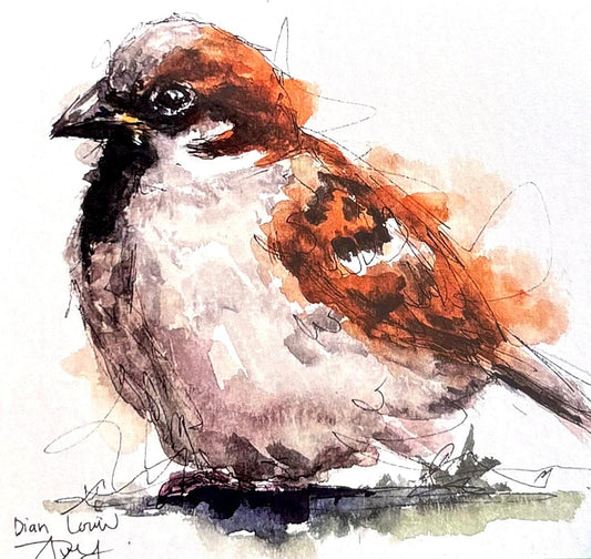 Cape Sparrow #2 (Mossie)