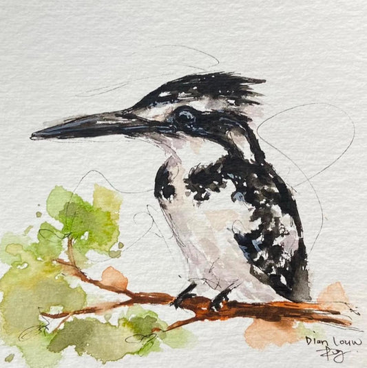 Pied Kingfisher on branch (Bontvisvanger)