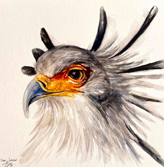 Secretary Bird looking left