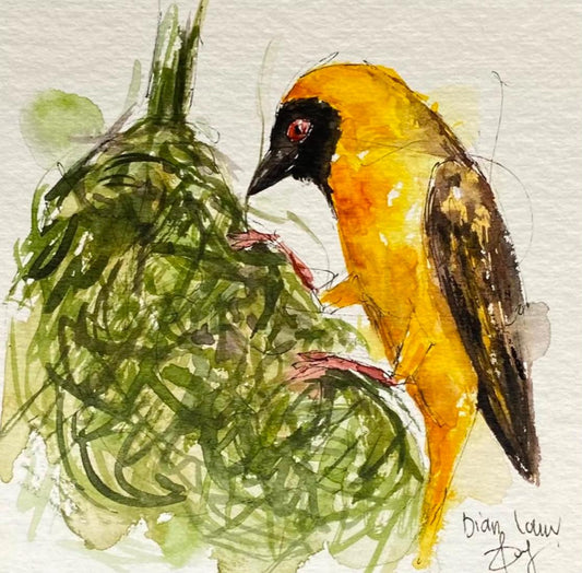 Weaver building a nest #1
