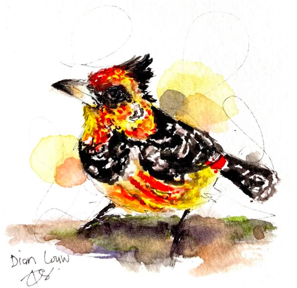 Crested barbet full body / Kuifkop-houtkapper