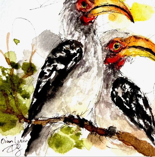 Two Southern yellow-billed hornbills / Neushoringvoëls
