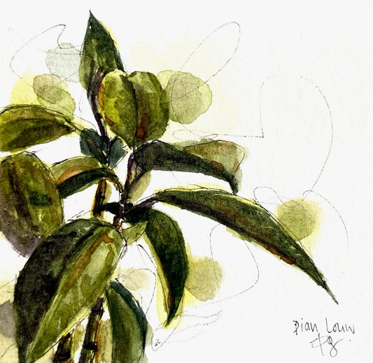 Rubber Tree