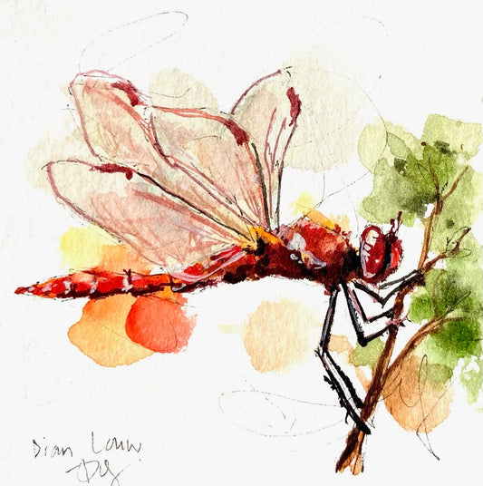 Red Dragonfly